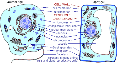 plan cell vs animal cell