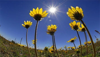 Hasil gambar untuk fototropisme bunga matahari