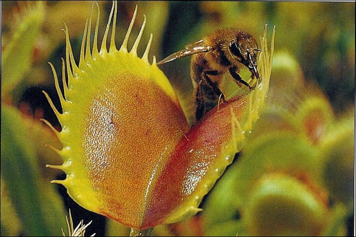 Image result for gerak bunga venus flytrap